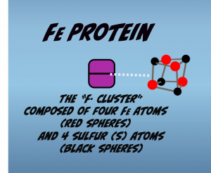 Diagram of F-Cluster location and structure