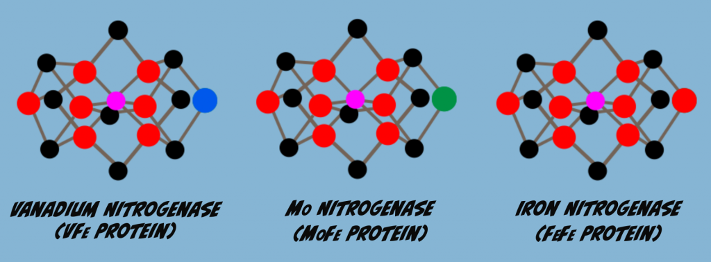 Isoforms of Nitrogenase