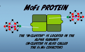 Diagram of M-Cluster location and structure