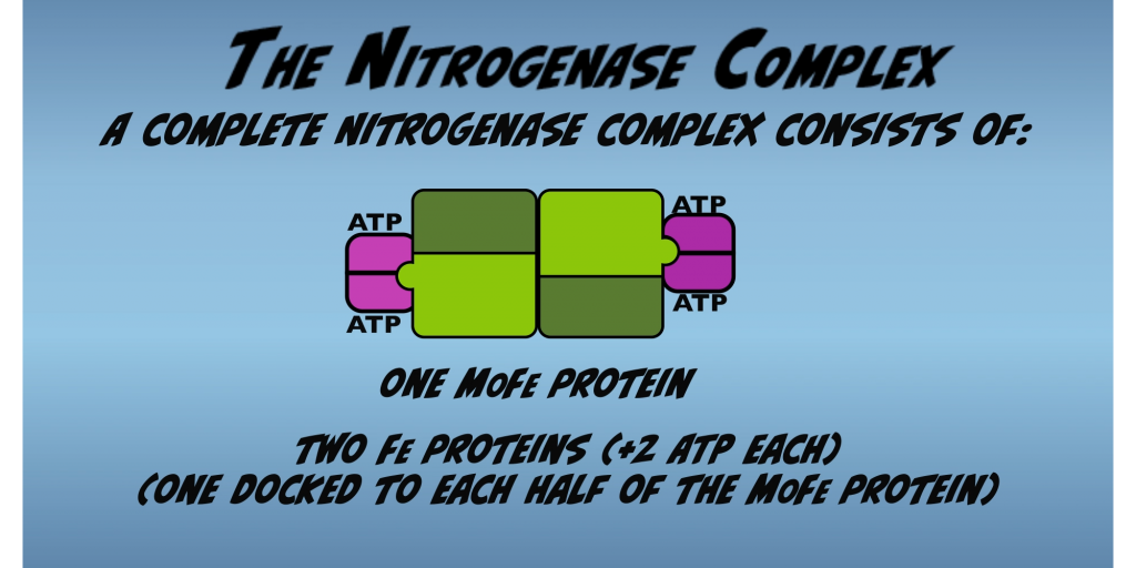 Diagram of the Nitrogenase complex