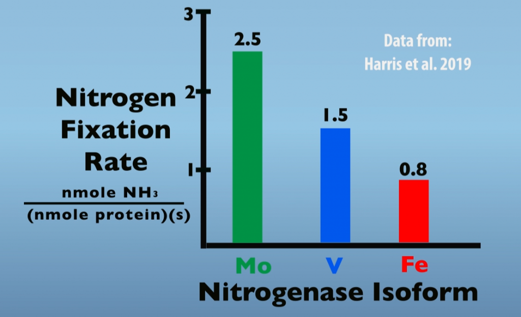 Comparison of Nitrogenase Isoforms in Nitrogen Fixation rates