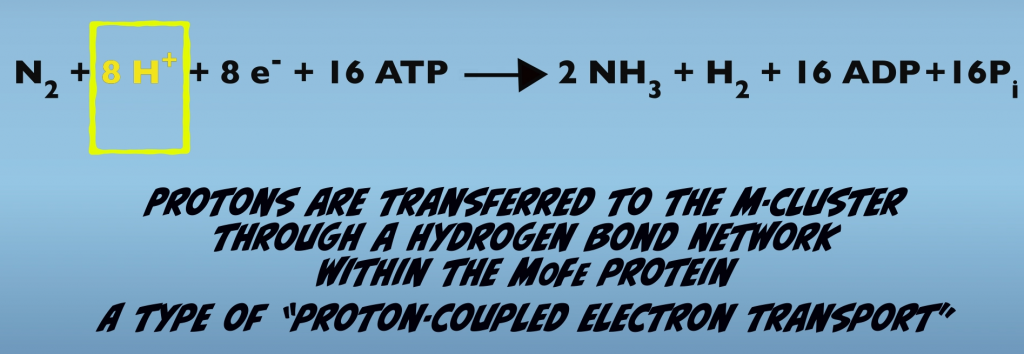 Protons are not transferred by the Fe Protein.