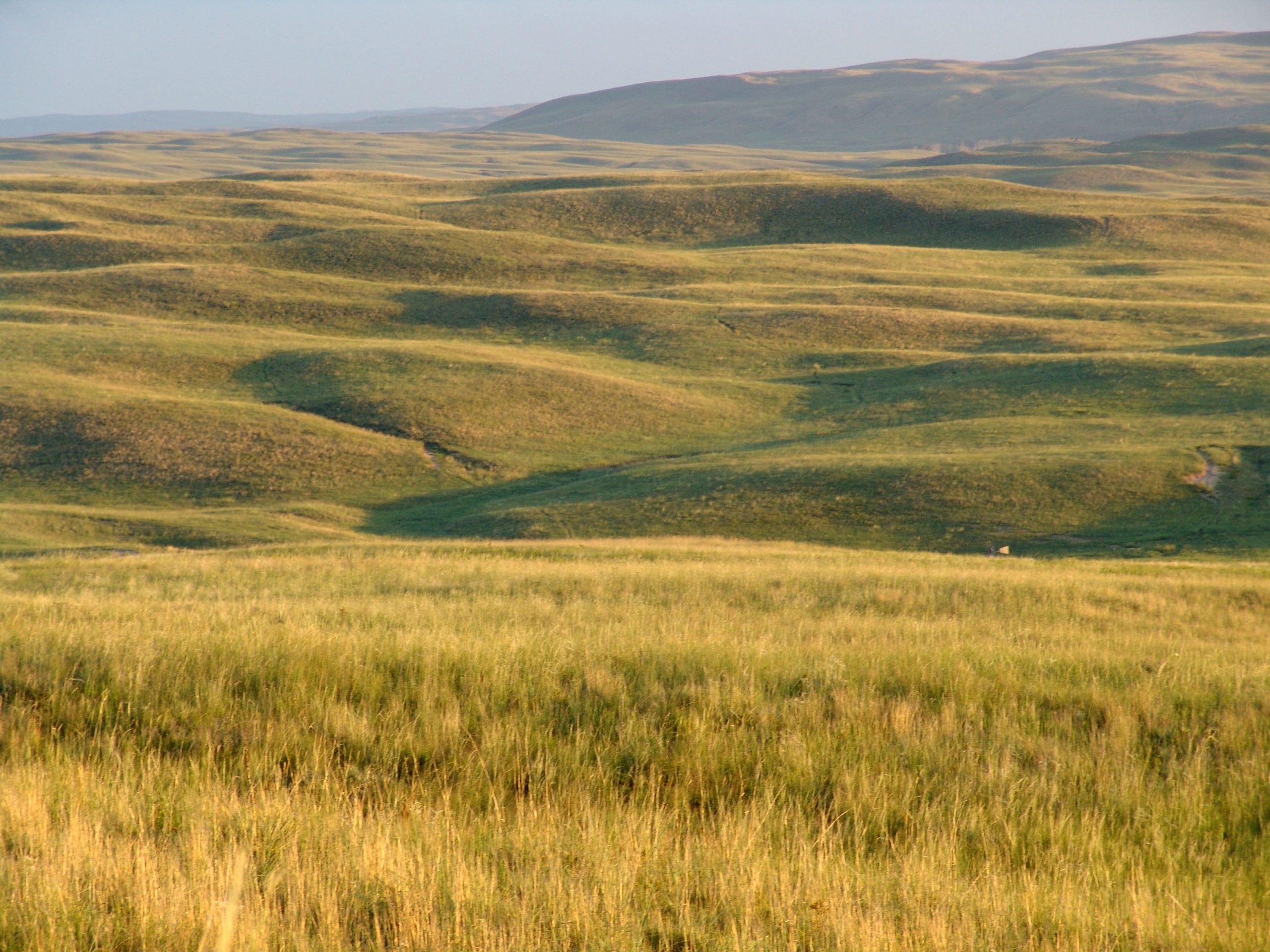 rolling hills covered with yellowish grass