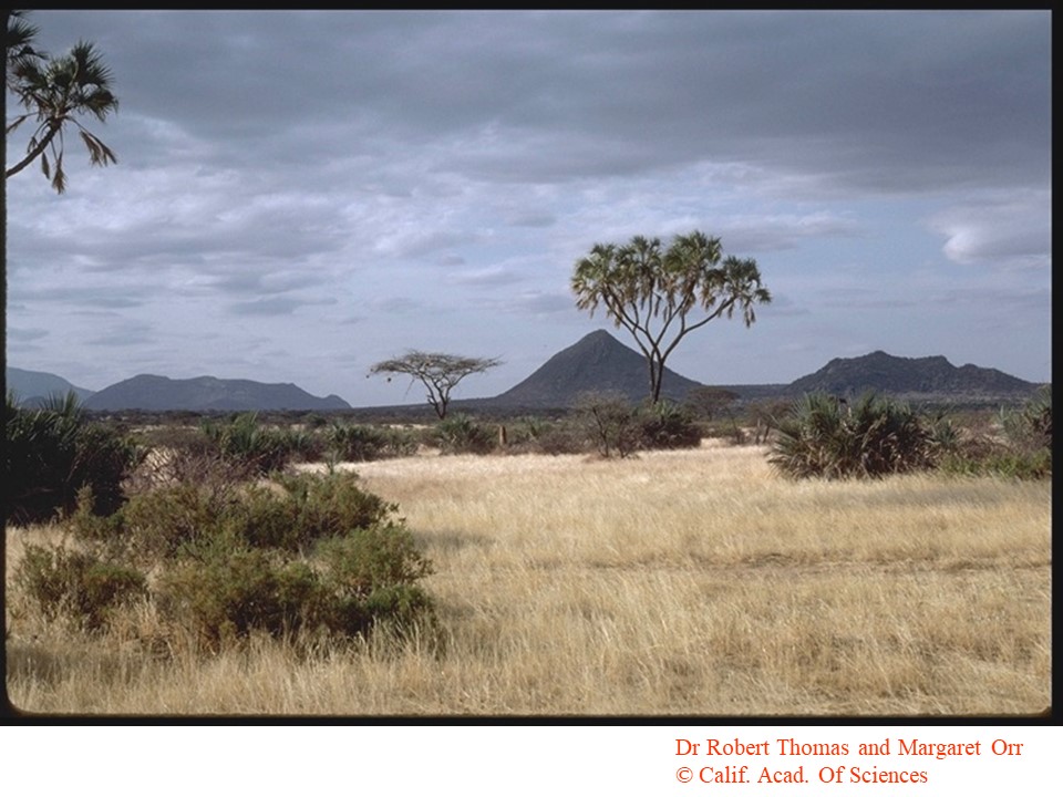 photo of scattered trees and grass in a tropical savanna in East Africa