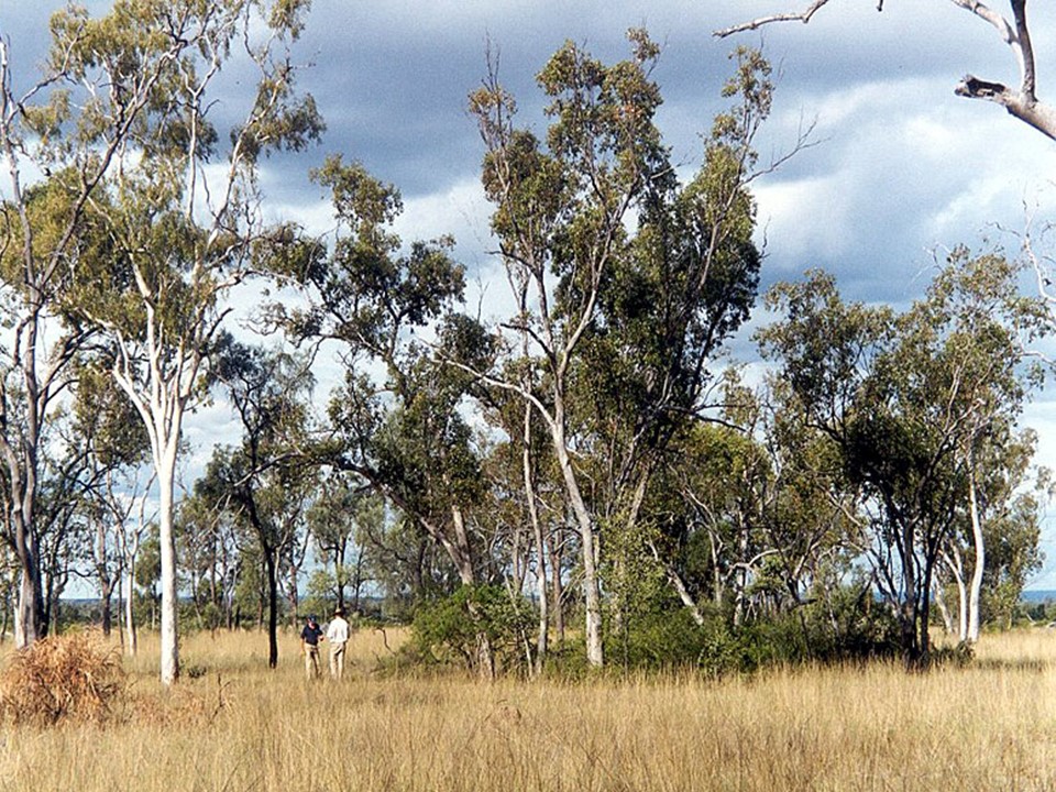 photo of small trees with a grass understory