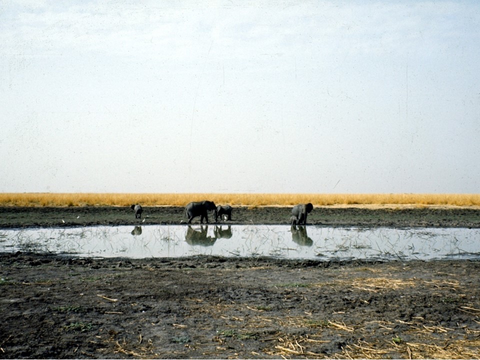 photo of elephants at a water hole with grassland in the background