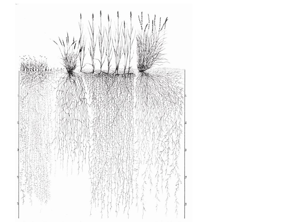 Drawing of grasses and their deep root systems