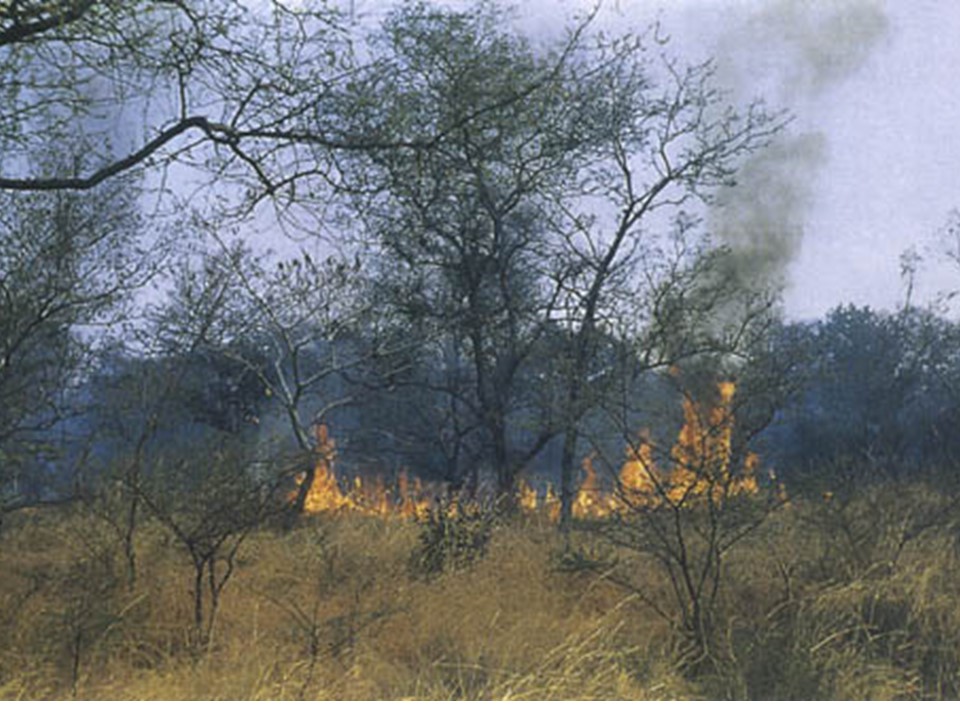 photo shows grasses and trees burning in a tropical savanna