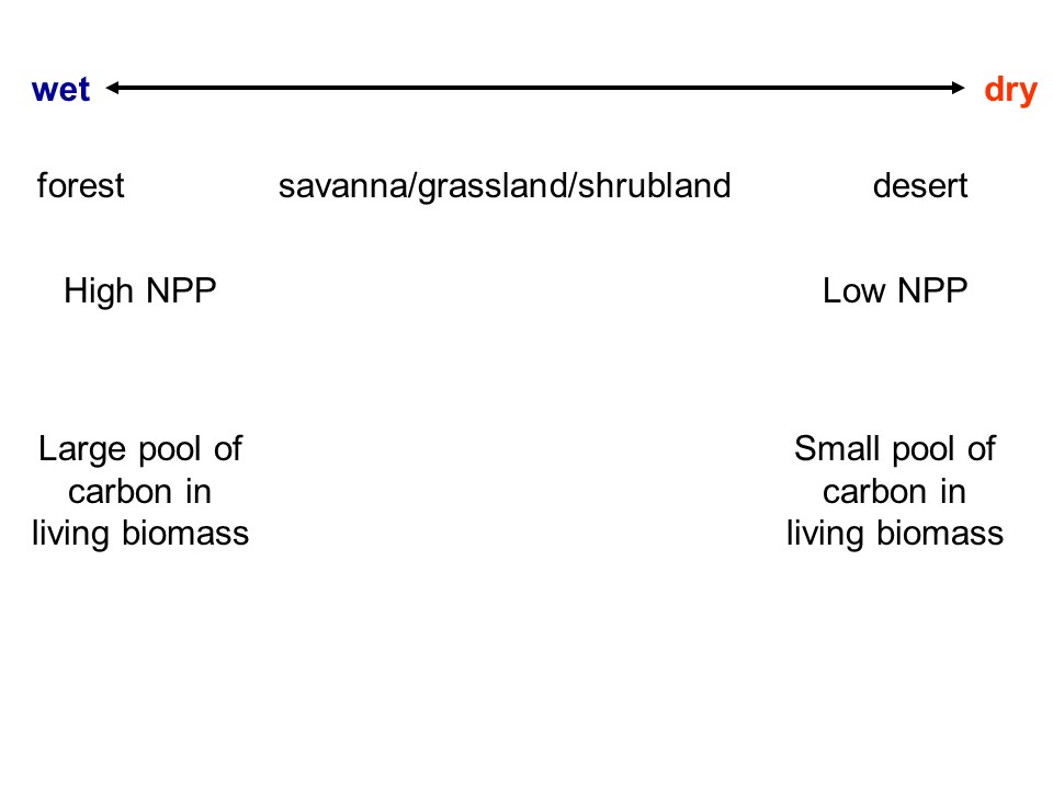 diagram showing how wet climates favor forest, high NPP, and a large pool of carbon in biomass, while drier climates favor savanna/grassland/shrubland or desert, low NPP, and less carbon in living biomass