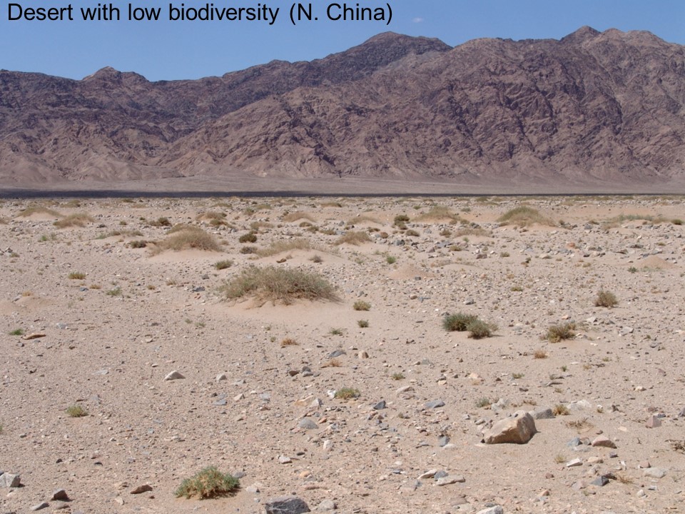 dry desert landscape with only a few scattered shrubs