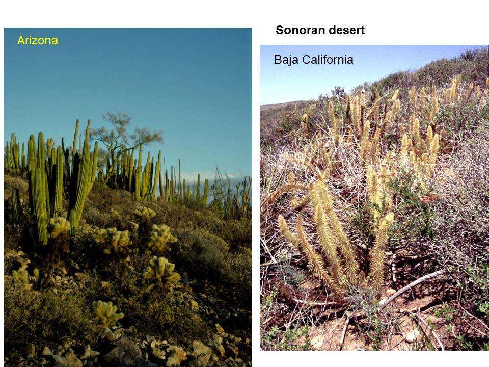 two photos of desert landscapes, each with many different plant species visible, and relatively high vegetation cover