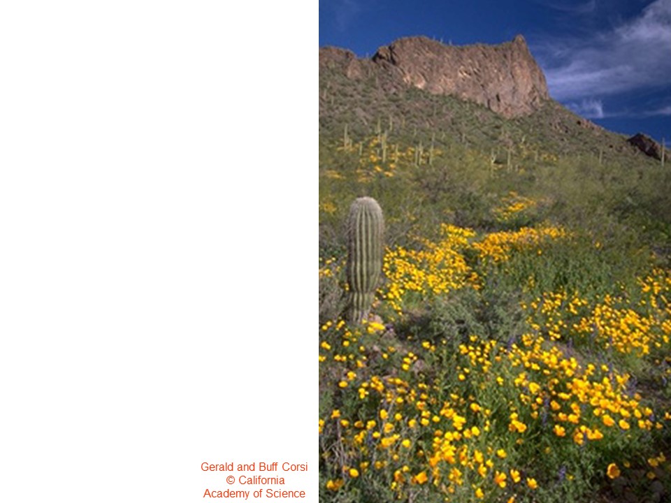 flowers blooming in a desert landscape, next to a cactus