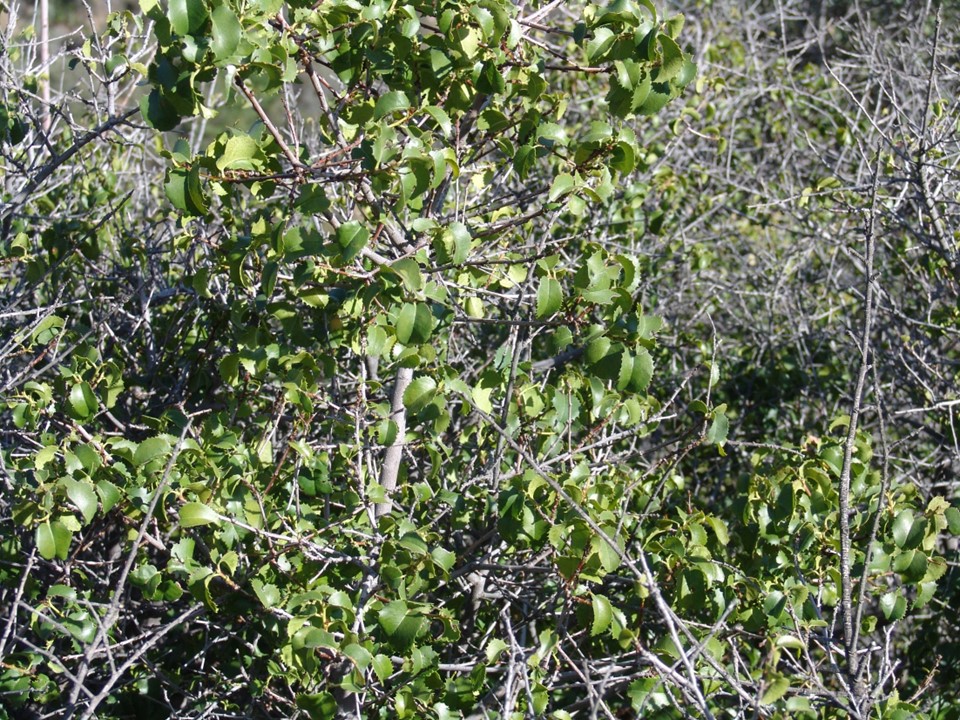 Photo of a shrub with small leathery leaves