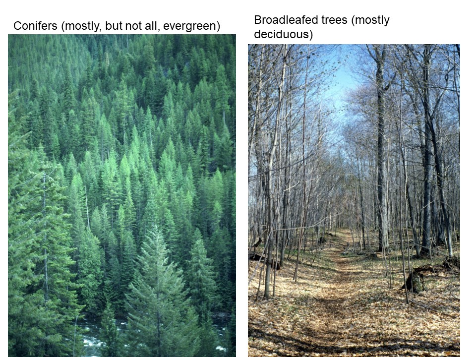 two photos showing conifers and broadleafed deciduous trees.