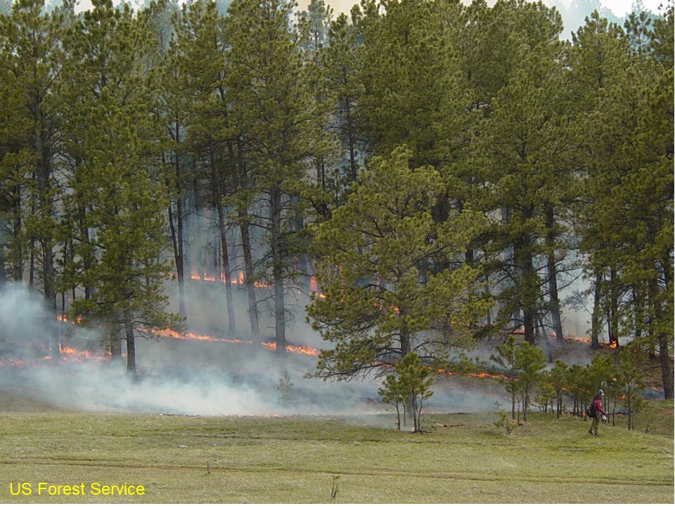 fire burning grass in the understory of a ponderosa pine forest