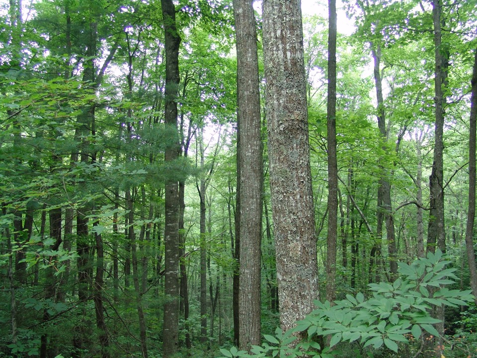 photo of mature deciduous forest