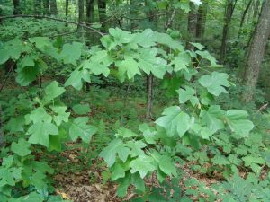 branch of a tulip poplar