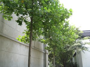 small tulip trees in Nanjing, China