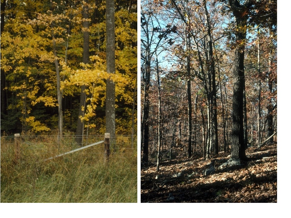 deciduous forests made up of relatively small trees