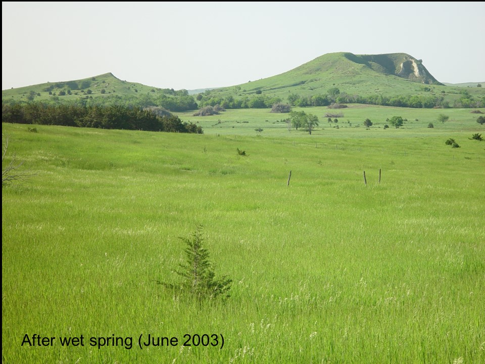 same area as in Figure 30, but with green, lush grass