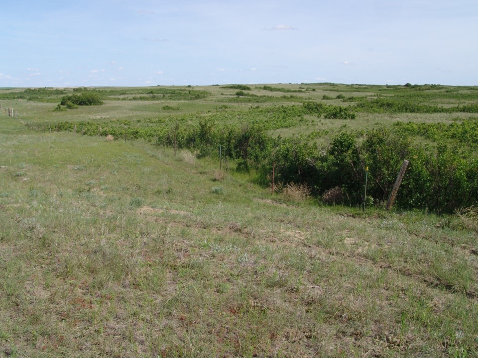 grassland with many clumps of shrubs