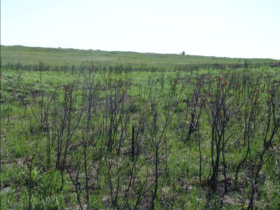 green grasses growing under burned shrubs