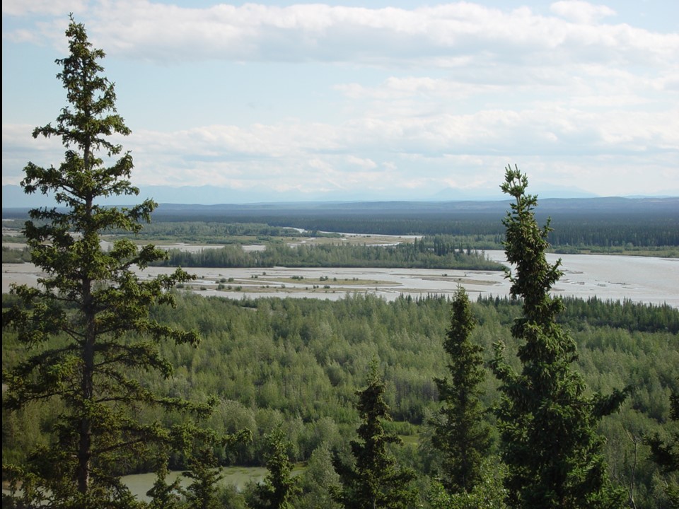 Forest of conifer trees, with a large river in the background