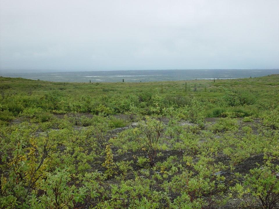 landscape covered with low, green shrubs