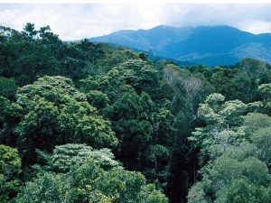 View of tropical forest from above, with a mountain and clouds in the distance