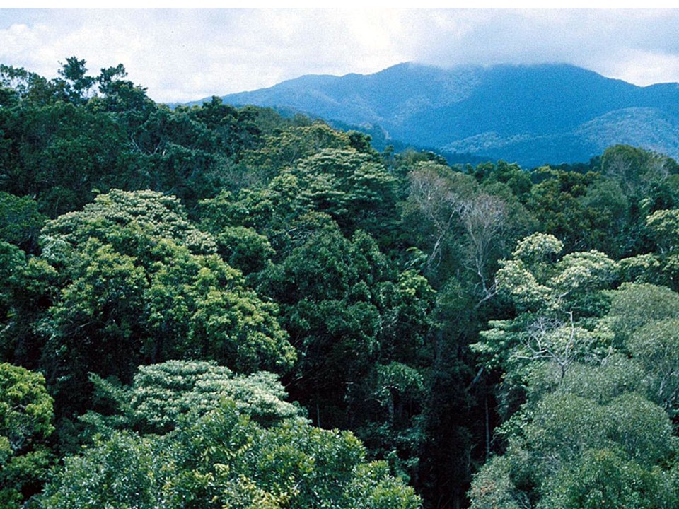 View of a forest canopy with multiple species of trees and a fog-covered mountain in the distance