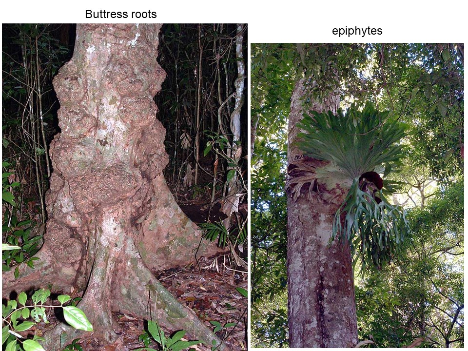 photos of 1) large buttresses formed by roots that stabilize a large tree, and 2) a plant growing on a branch of a large tree