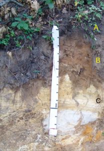 Photo of a soil profile with a measuring tape