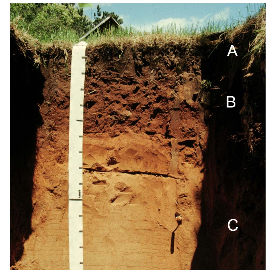 Soil Horizons and the Soil Orders – Geography 127