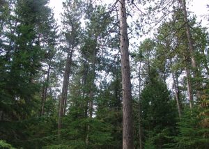 Photo of a conifer forest