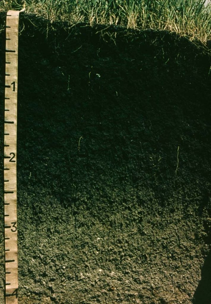 Soil profile with a very dark colored thick A horizon. Measuring tape on one side shows A horizon is 2 1/2 feet thick