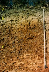 Photo of a soil profile with a measuring tape next to it. A, E, and B horizons are all visible