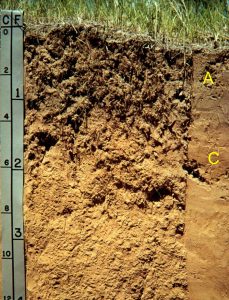 A soil profile with only A and C horizons. A measuring tape is on one side of the profile