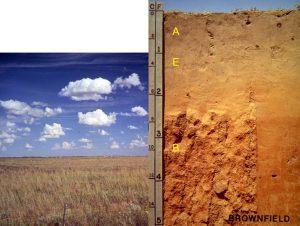 Two photos, one of a grassland with short dry grasses, the other a soil profile