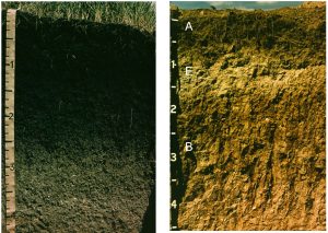 Two photos of soil profiles, one a Mollisol and the other an Alfisol