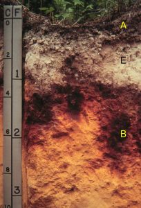 Photo of a soil profile with a very distinct E horizon and reddish brown B horizon