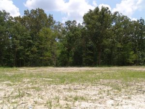 Photo of a very light gray soil surface with trees in the background