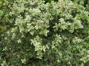 Photo of a shrub with small waxy leaves