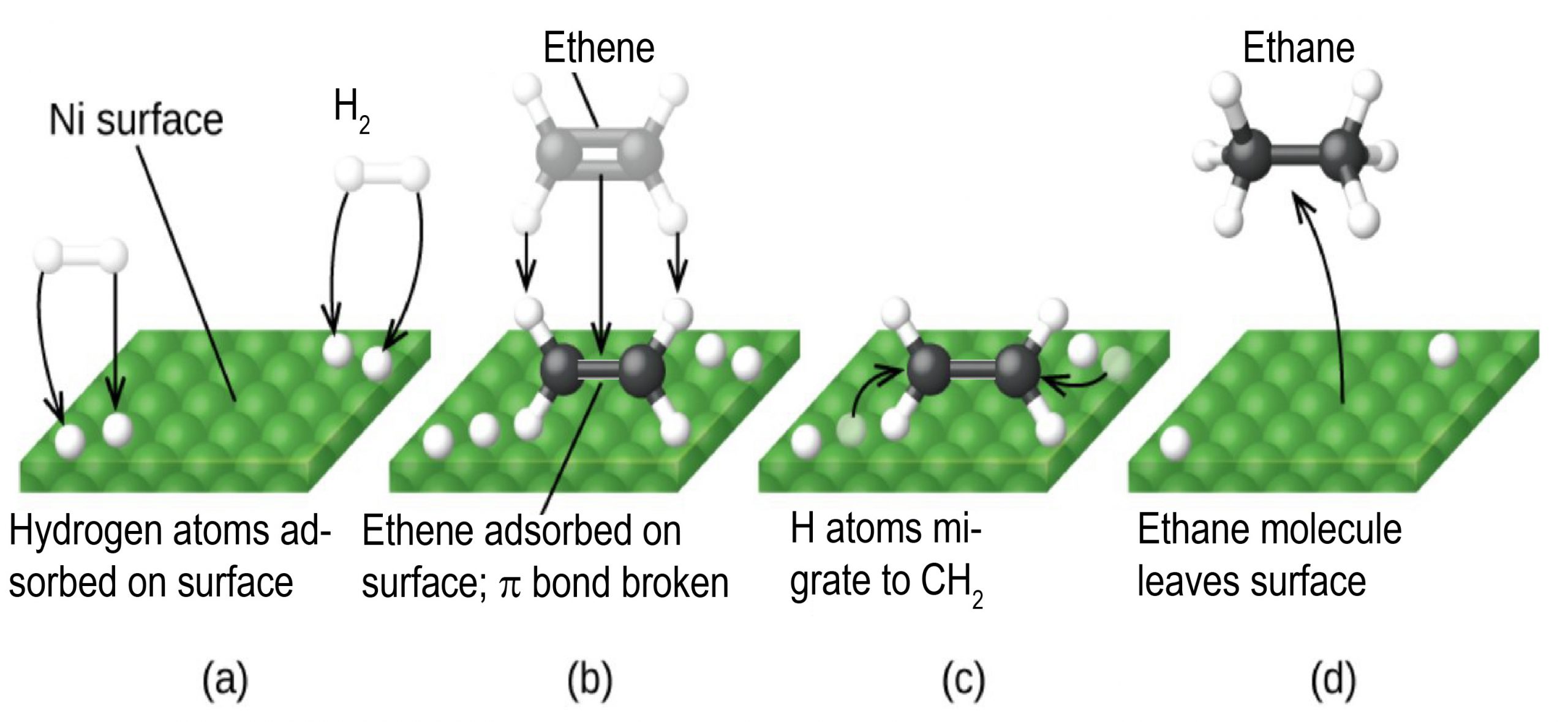 In this figure, four diagrams labeled a through d are shown. In each, a square array of green spheres forming a nickel surface is shown in perspective to provide a three-dimensional appearance. In a, the label “N i surface” is placed above with a line segment extending to the green spheres. At the lower left and upper right, pairs of white spheres bonded tougher together appear as well as white spheres on the green surface. Black arrows are drawn from each of the white spheres above the surface to the white sphere on the green surface. In b, the white spheres are still present on the green surface. Above the surface is a grayed-out structure labeled ethene with two C atoms and four H atoms. The label “Ethene” at the top of the diagram is connected to the greyed out structure with a line segment. Arrows indicating motion point down from this structure to a an ethene molecule with two central black spheres with a single bond indicated by a horizontal black rod between them. Above and below to the left and right, a total of four white spheres are connected to the black spheres with white rods. A line segment extends from this structure to the label, “Ethene adsorbed on surface; pi bond broken.” In c, the diagram is very similar to b except that the greyed out structure and labels are gone and one of the white spheres near the black and white structure in each pair on the green surface is greyed out. Arrows point from each greyed-out white sphere to each of the two black spheres. There is a label below that says, "H atoms migrate to C H 2". In d, only a single white sphere remains from each pair in the green surface. A curved arrow points from the middle of the green surface to a model above with two central black carbon-atom spheres with a single black rod indicating a single bond between them. Each of the black spheres has three small white spheres bonded as indicated by white rods between the black spheres and the small white spheres. The four bonds around each black sphere are evenly distributed about the black spheres.