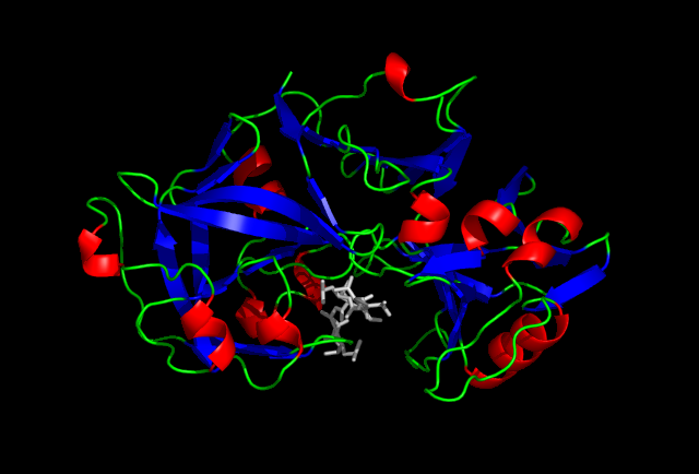 Structure of pepsin in complex with pepstatin. The polypeptide backbone of pepsin is shown as green where there is no secondary structure, red alpha-helixes, and blue beta-sheets. Pepstatin is a gray structure surrounded by the pepsin molecule.