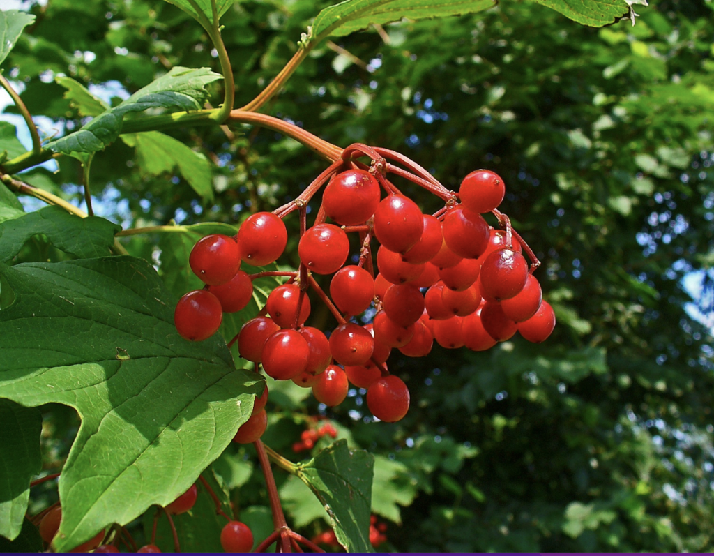 Red viburnum