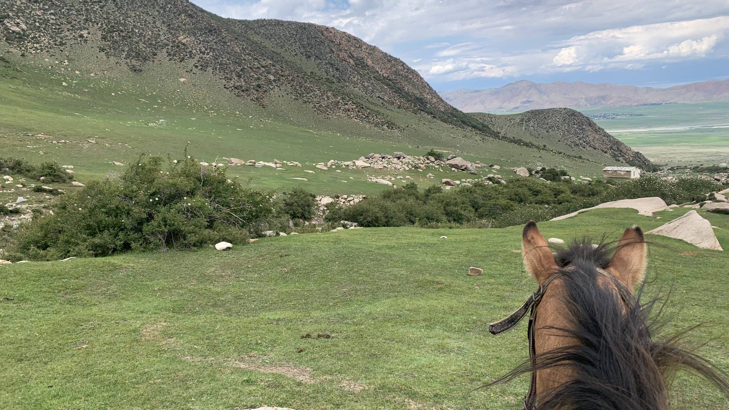the back of a horse's head with mountains in the background