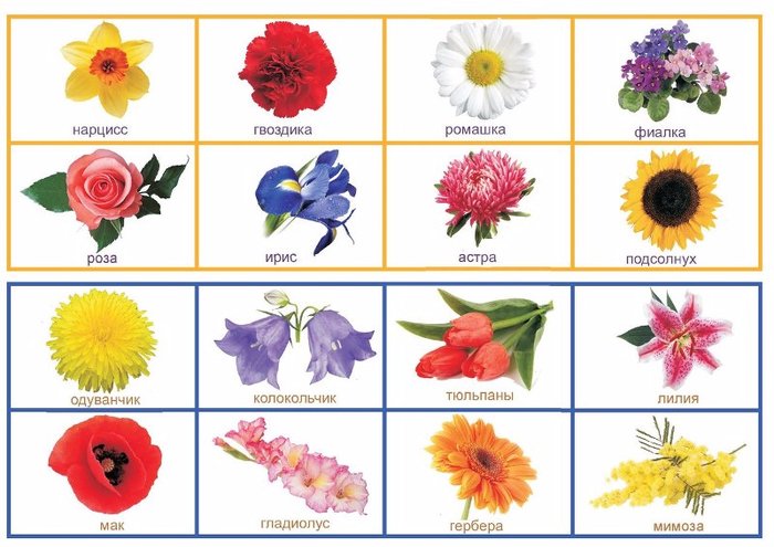 has flowers and their names - нарцисс, гвоздика, ромашка, фиалка, роза, ирис, астра, подсолнух, одуванчик, колокольчик, тюльпаны, лилия, мак, гладиолус, гербера, мимоза