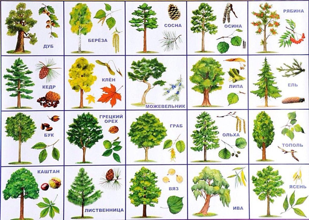 has pictures of trees and their names: дуб, берёза, сосна, осина, рябина, кедр, клён, можевельник, липа, ель, бук, грецкий орех, граб, ольха, тополь, каштан, лиственница, вяз, ива, ясень