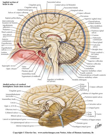 Dissection of the Brain – UW-SMPH Anatomy Labs and Workshops