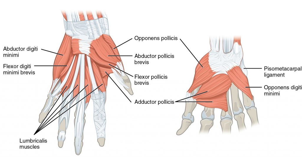 Left hand, palmar view. Intrinsic muscles of the thumb and little finger. From http://commons.wikimedia.org/wiki/File:1121_Intrinsic_Muscles_of_the_Hand.jpg.